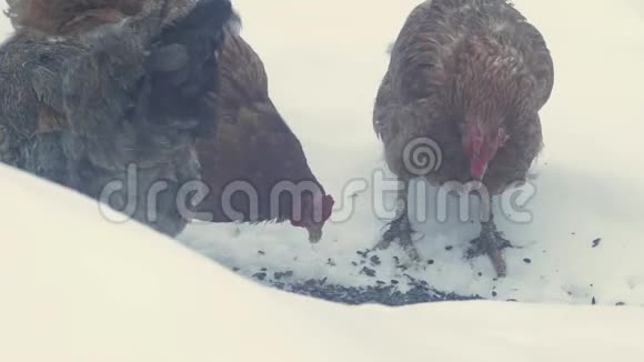冬天在后院养母鸡视频的预览图