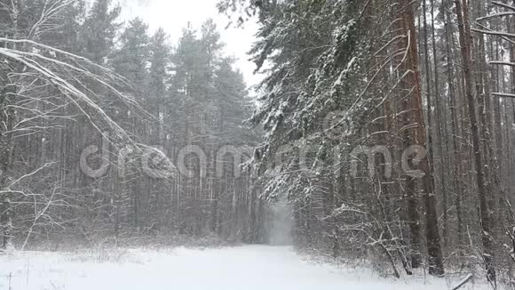 森林里的雪视频的预览图