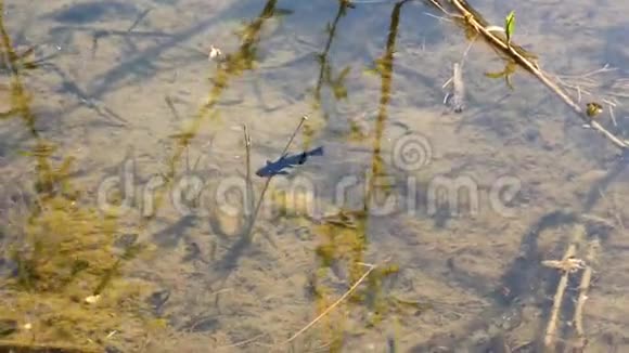 河中的鲶鱼水视频的预览图