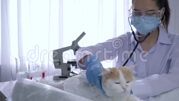 动物医学检查带听诊器的妇女在兽医诊所检查家兽视频的预览图