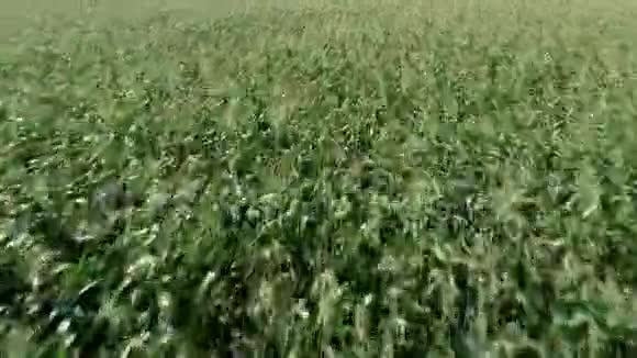 夏季植物鸟瞰隔离绿叶视频的预览图