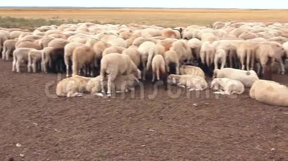 羊群正在草地上休息视频的预览图