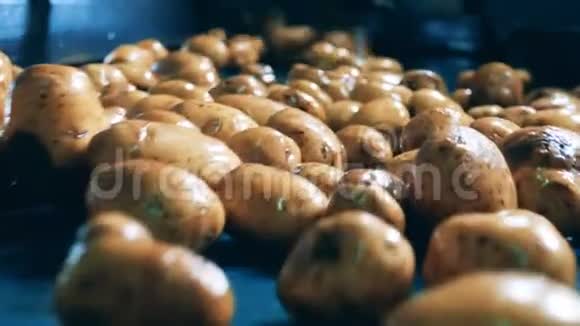 马铃薯带皮在食品工厂的自动生产线上移动视频的预览图