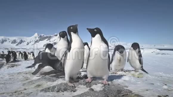 南极阿德利企鹅殖民地玩时间推移视频的预览图