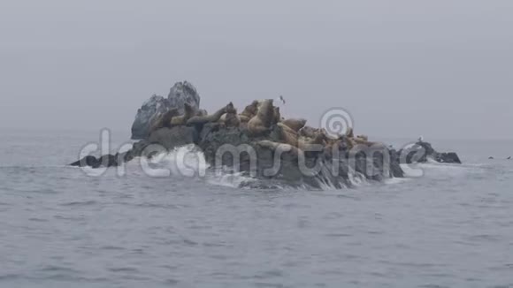 成群的海狮在岩石悬崖上飞翔鸟儿在海水上飞翔视频的预览图