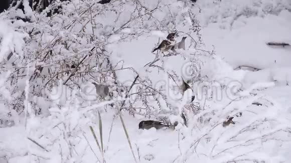 鸟儿麻雀在下雪时从树枝跳到树枝上视频的预览图