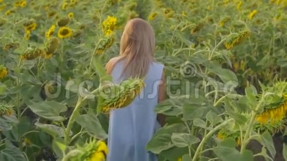 年轻迷人的金发女人走在向日葵的田野里转过身来看着镜头慢镜头视频的预览图