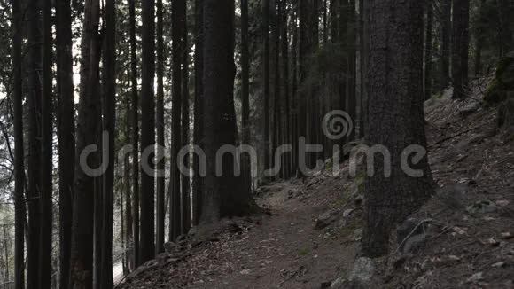 在森林的小径上漫步的人视频的预览图