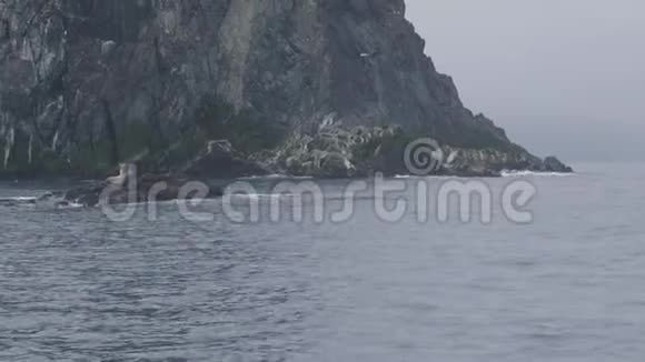 岩石悬崖上的海狮和飞越海洋的鸟类野生动物和海洋动物视频的预览图