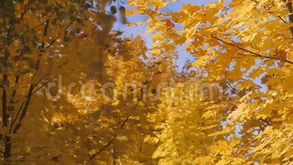 秋天黄叶中的枫枝在一片黄色背景的秋林上视频的预览图