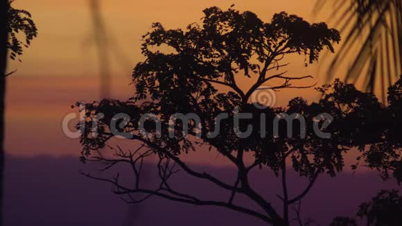 在岛上美丽的红色日落上树和棕榈叶的剪影视频的预览图