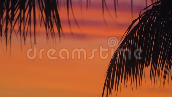 在岛上美丽的红色日落上棕榈叶剪影视频的预览图