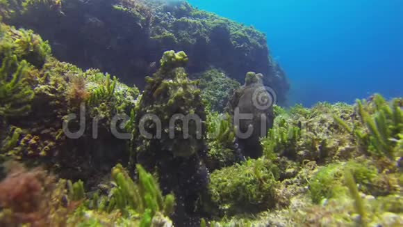 章鱼在休息多色危险的水中鱿鱼海洋生物视频的预览图