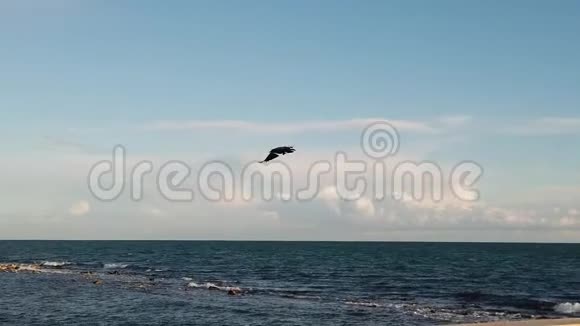 一只乌鸦在蓝天飞翔的慢动作视频视频的预览图