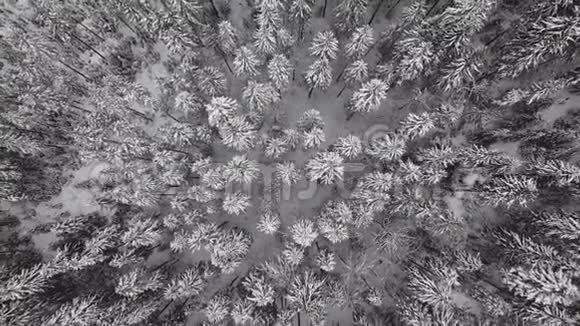空中飞过冰冻雪山云杉林视频的预览图
