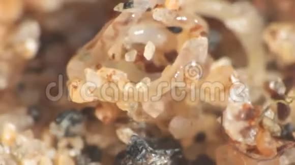 沿海蠕虫线虫白海涅马托达视频的预览图