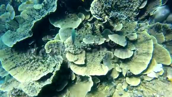 海底的珊瑚礁视频的预览图