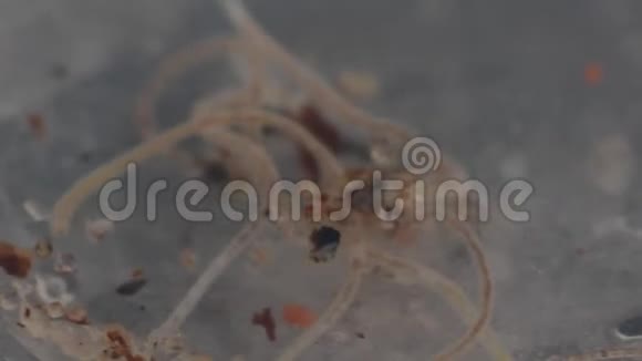 沿海虫线虫白海线虫视频的预览图