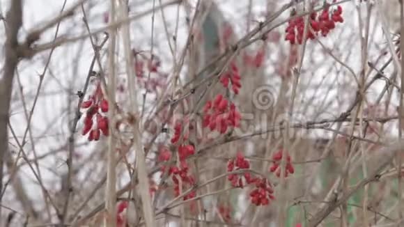巴宝莉灌木在冬季的分支视频的预览图