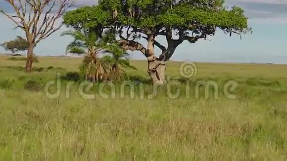 豹崽在树上觅食视频的预览图
