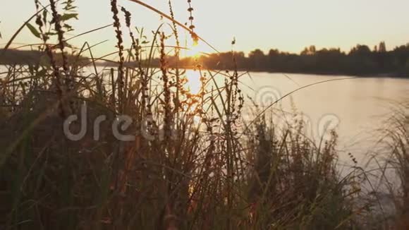 河上美丽的日落草长在水边摄像机从左向右移动视频的预览图