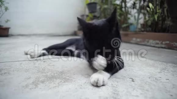黑猫在水泥地上打扫视频的预览图