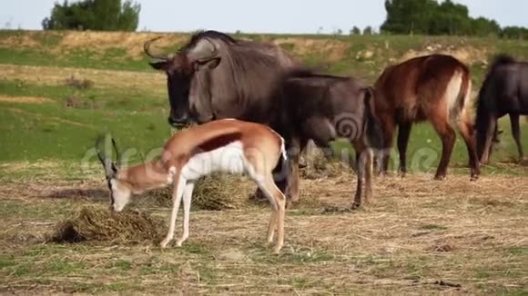 跳羚反虎鲸羚羊和黑尾角马视频的预览图