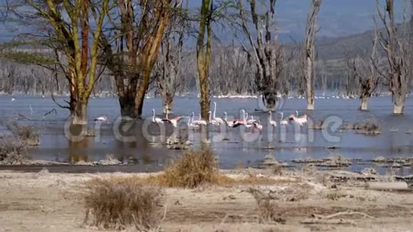 Nakuru湖中的粉红火烈鸟群视频的预览图