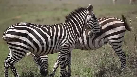 两只斑马在热带草原视频的预览图