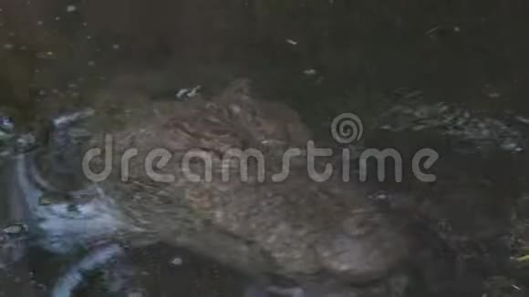 美国美洲鳄鱼在池塘里游泳视频的预览图