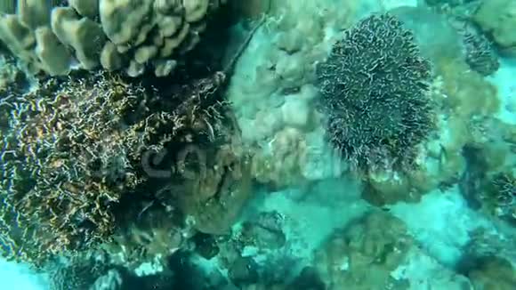 海底的珊瑚礁视频的预览图