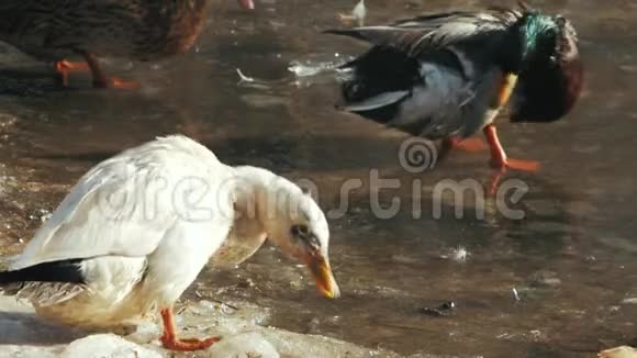 白鸭在池塘里洗澡冻僵的鸭嘴兽视频的预览图