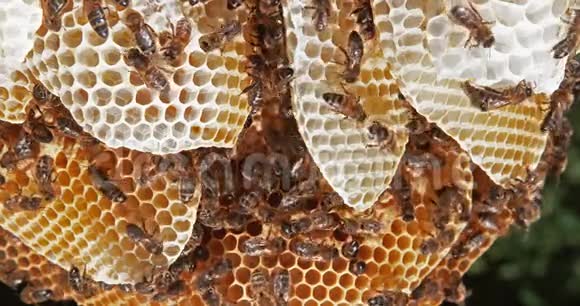 欧洲蜜蜂蜜蜂蜜蜂野生雷阿尔维洛斯充满蜂蜜诺曼底雷尔时间4K视频的预览图