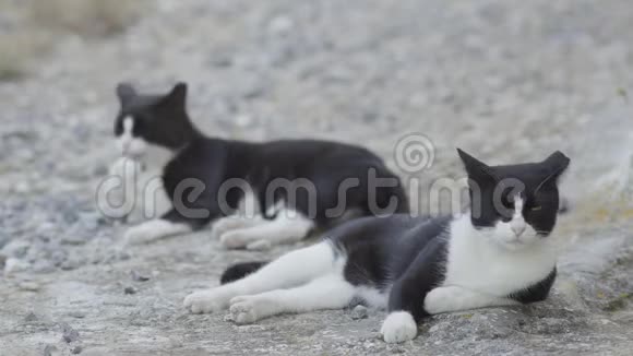 累了黑白流浪猫视频的预览图