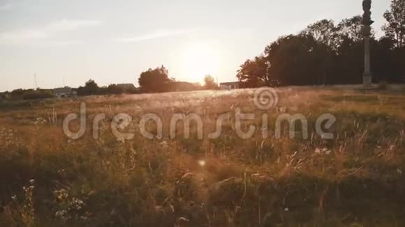 阳光下金色草地的动人景色闪烁视频的预览图