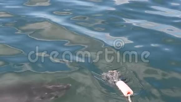 大白鲨鲨鱼攻击诱饵慢动作科学名称CarcharodonCarcharias南非视频的预览图