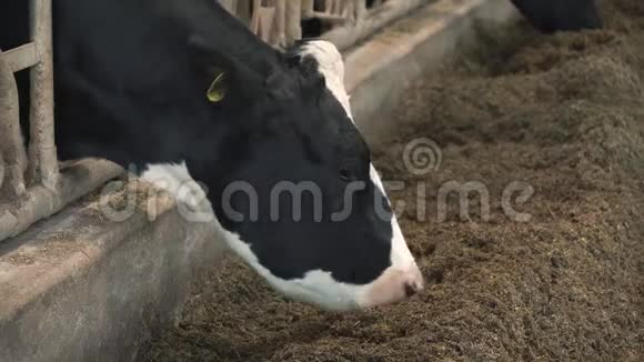 奶牛在牛奶场喂食视频的预览图