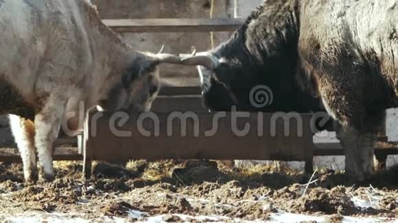 大灰牛和黑牛吃饲料乌克兰灰牛视频的预览图