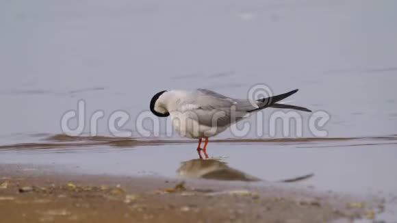 燕鸥站在沙洲上清理羽毛视频的预览图