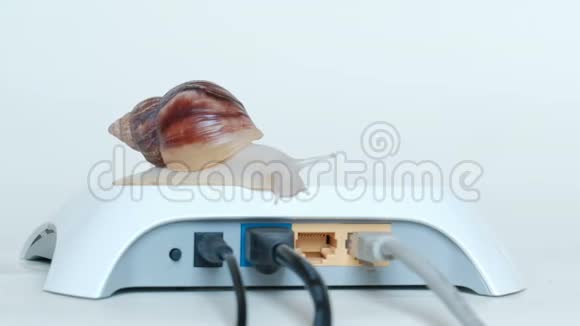互联网延迟或数据传输的概念一只大蜗牛的身体特写它的身体上升到一个视频的预览图
