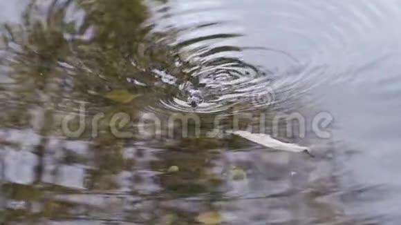 褐鼠游食水鼠游湖视频的预览图