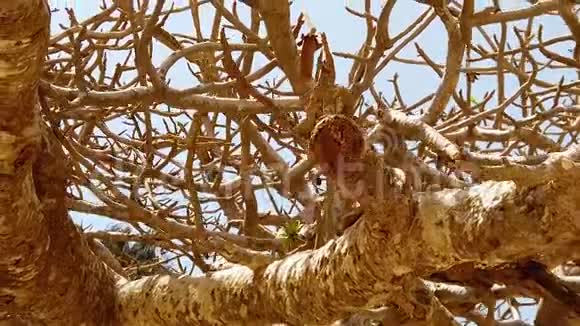 非洲大草原干旱平原上大老猴面包树的HD慢动作视频视频的预览图