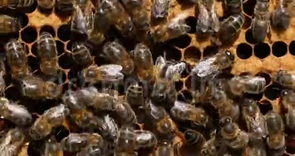 欧洲蜜蜂蜜蜂蜜蜂黑蜜蜂在孵卵架上工作诺曼底蜂巢实时4K视频的预览图