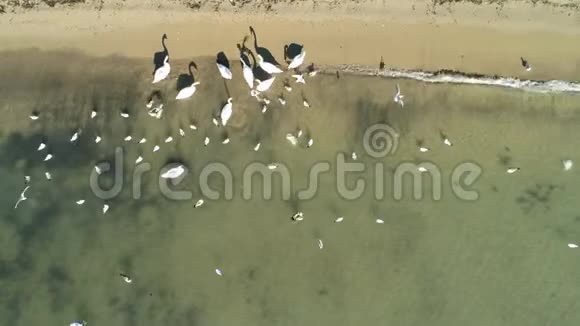保加利亚瓦尔纳海岸天鹅和海鸥的鸟瞰图视频的预览图