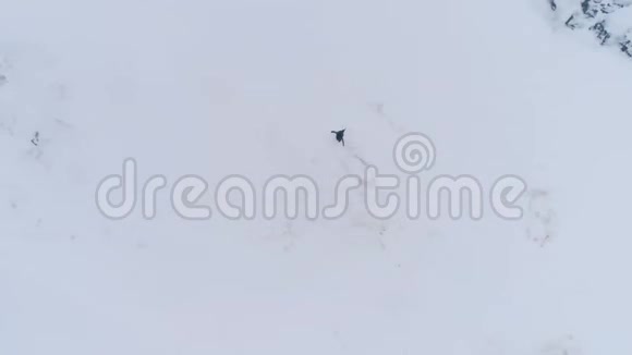 孤王企鹅雪面放大空中视频的预览图