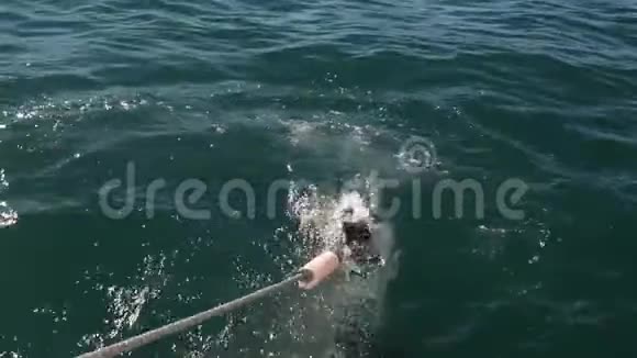 大白鲨鲨鱼攻击诱饵慢动作科学名称CarcharodonCarcharias南非视频的预览图