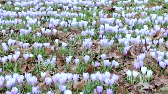 春暖花开的蓝嫩细嫩草甸尽收眼底视频的预览图