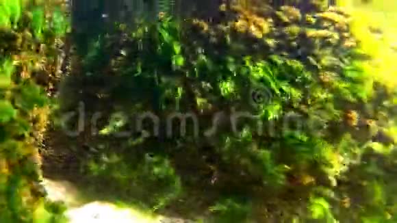 带藻和岩石的波罗的海海底世界视频的预览图