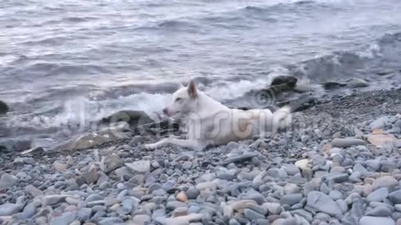 白狗躺在海边的石滩上视频的预览图