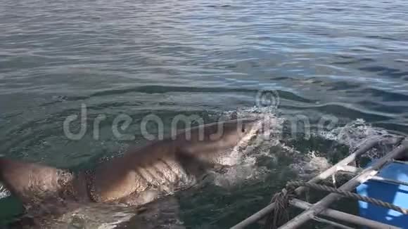 伟大的白鲨鲨鱼攻击诱饵慢动作科学名称CarcharodonCarcharias南非视频的预览图